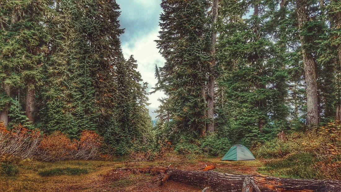Image Alt Text: A solitary green tent pitched in a forest clearing during autumn, illustrating camping in the fall with changing foliage and tall evergreen trees.